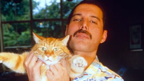 Freddie Mercury - The Great Pretender Bild 4