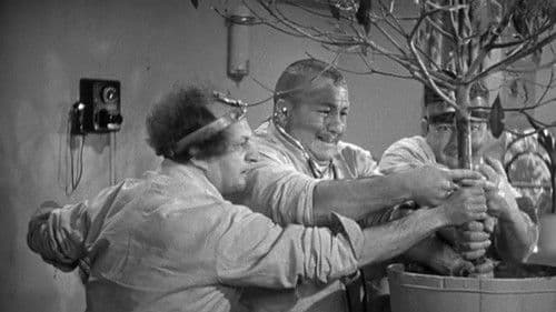 Some More of Samoa Bild 3