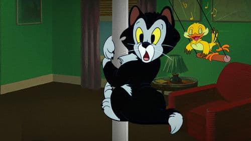 Frankies Katzenmusik Bild 8