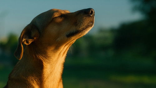 Caju, Meu Amigo Bild 1