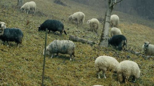 Братчик Bild 4