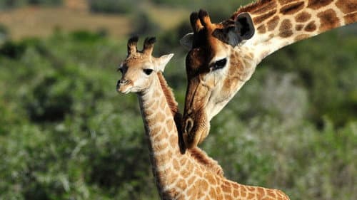 Shamwari Untamed Bild 1