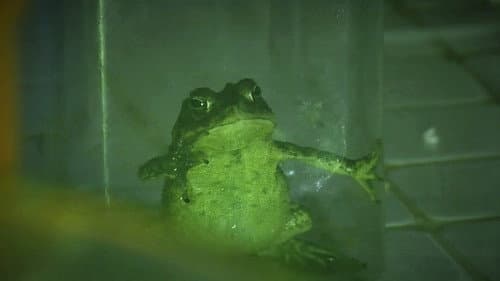 Croak Bild 1