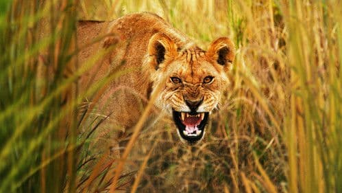 Raubtiere hautnah Bild 1