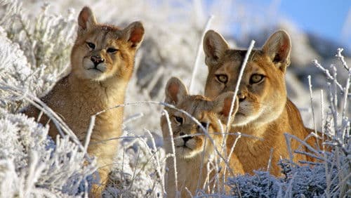 Über den Wolken - Leben in den Bergen Bild 5