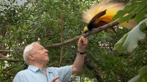 Attenborough's Paradise Birds Bild 1