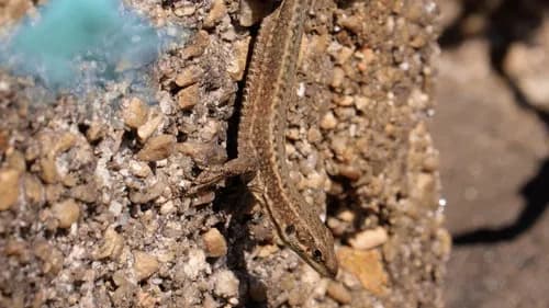 Unha illa no medio do mar Bild 1