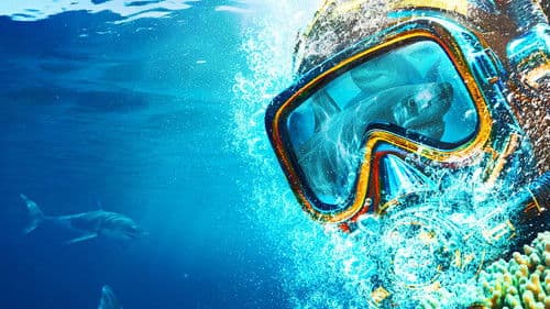 Sydney Harbor Shark Invasion Bild 1