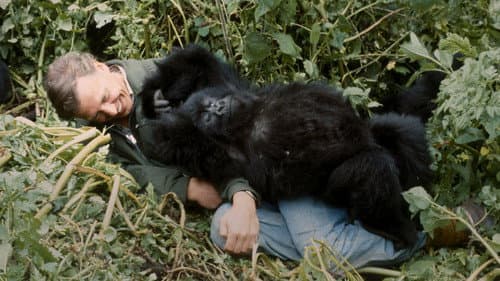 Eine Gorilla-Story erzählt von David Attenborough Bild 2