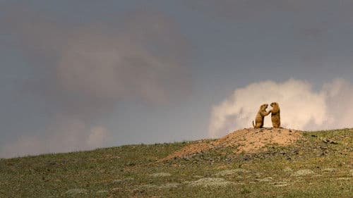 Chinas wildes Tierreich Bild 2