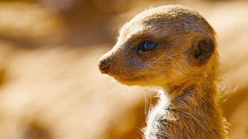 Born in Africa Bild 5