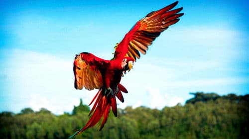 Die fantastische Reise der Vögel Bild 2