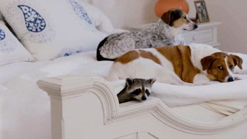 Tierische Freundschaften Bild 3