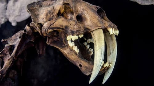 Le mystérieux tigre à dents de sabre Bild 1