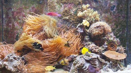 BluScenes: Coral Reef Aquarium Bild 3