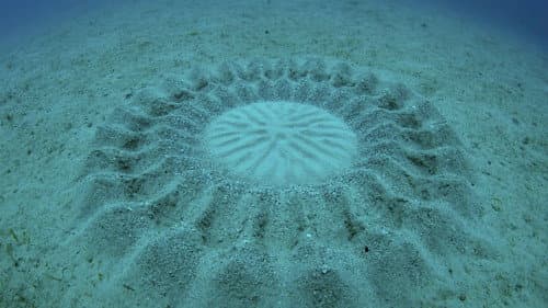 Die mysteriösen Ringe vor Korsika Bild 2