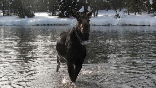 Amerikas Big Five Bild 4