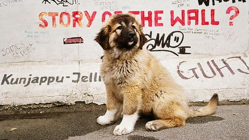 Kleine Hände, große Pfoten Bild 5