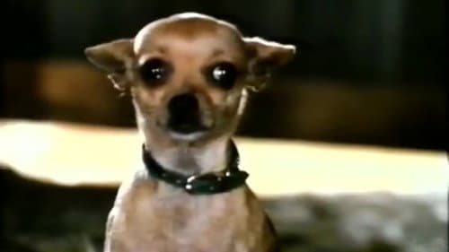 Pablo and the Dancing Chihuahua Bild 3