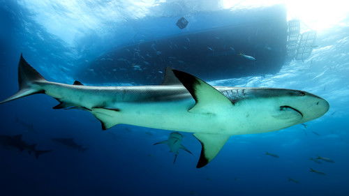 Saved From a Shark Bild 7