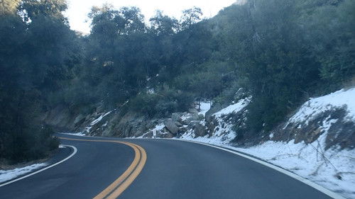 The First Canines Bild 5