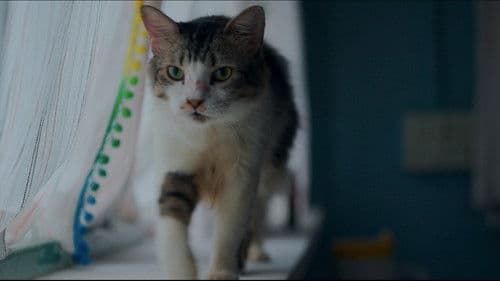 Max, Min and Meowzaki Bild 2