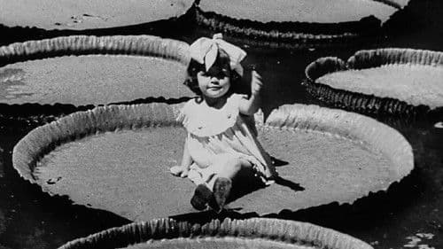 Victória Régia Bild 1