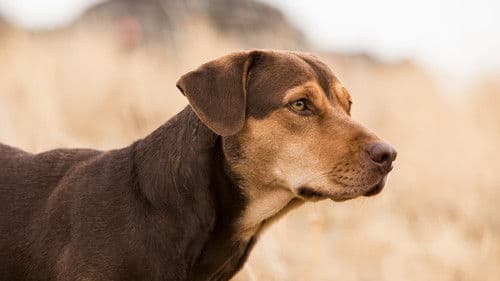 Die unglaublichen Abenteuer von Bella Bild 7