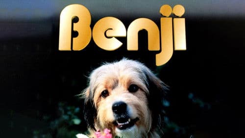 Benji - Auf heißer Fährte Bild 5