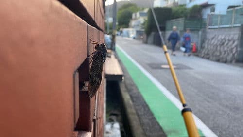 The Sound of Summer Bild 3