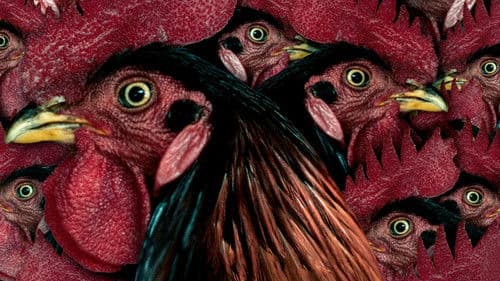 கொட்டுக்காளி Bild 6