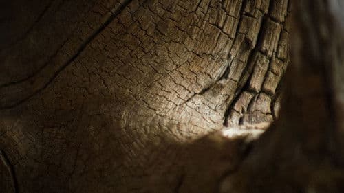 Creature Catalogue Bild 1