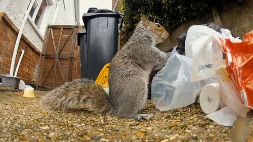 Nature's Boldest Thieves Bild 1