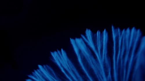 Im Königreich der Pilze Bild 5