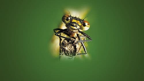 Micro Monsters with David Attenborough Bild 6