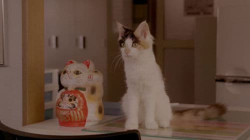 レンタネコ Bild 5