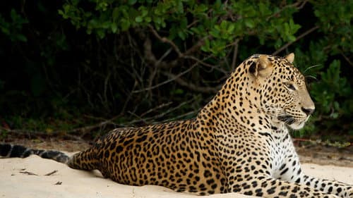 Wildes Sri Lanka Bild 1