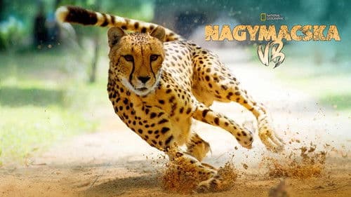 Big Cat Games Bild 1