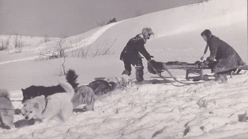 Дикая собака Динго Bild 5