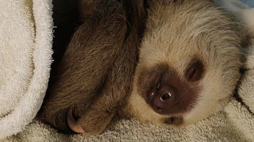 Meet the Sloths Bild 4