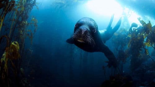 Pristine Seas Project: Zum Schutz der Meere Bild 4