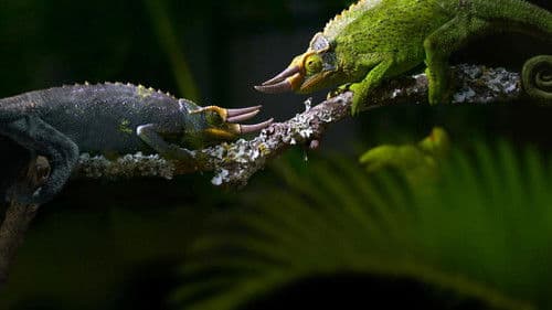 Règne animal, les jeux de l'amour Bild 1