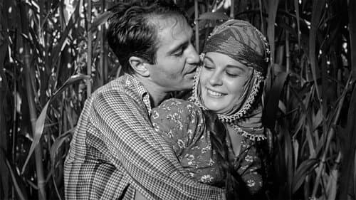 Trockener Sommer Bild 5