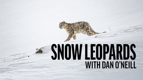 Snow Leopards with Dan O'Neill Bild 1