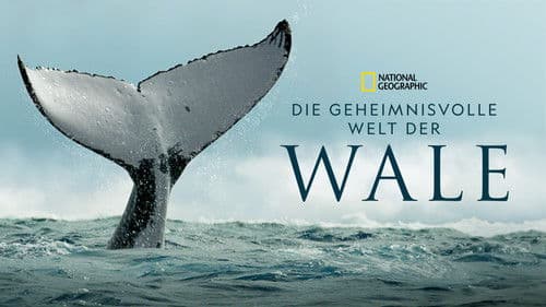 Die geheimnisvolle Welt der Wale Bild 8