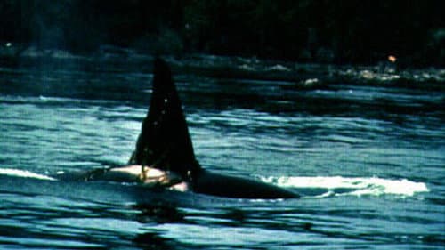 Island of Whales Bild 1