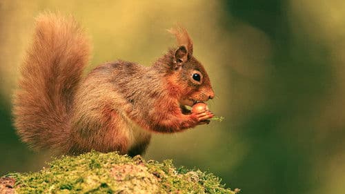 Cumbrian Red: Saving Our Red Squirrels Bild 1