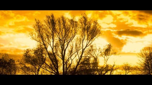 Autumn Leaves 4K Bild 1