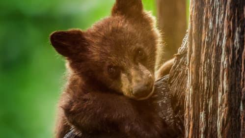 Amerikas Nationalparks Bild 2