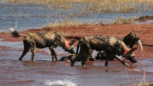 Wild Dog Island Bild 1